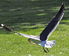 adult graellsii in May, ringed in the Netherlands. (74841 bytes)